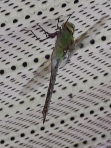 Common Green Darner