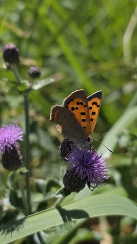 Small Copper