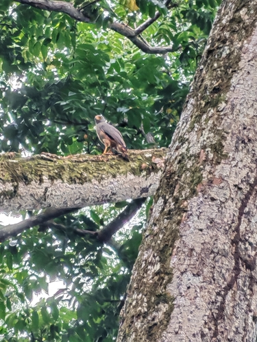 Roadside Hawk
