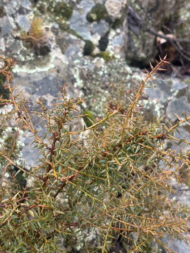 gorse bitter pea