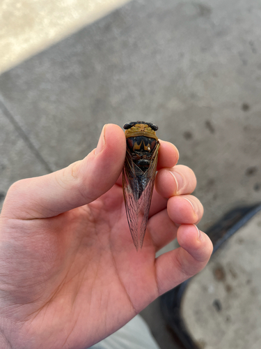 Walker's Annual Cicada
