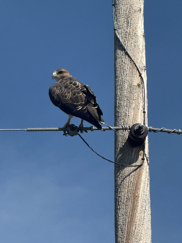 Swainson's Hawk
