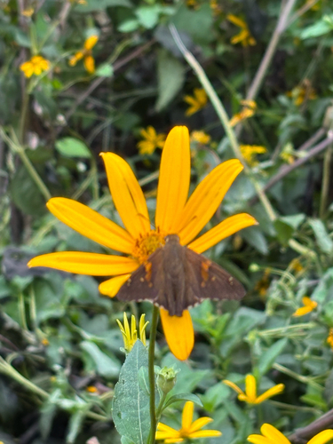 iNaturalist observation photo of Silver-spotted Skipper