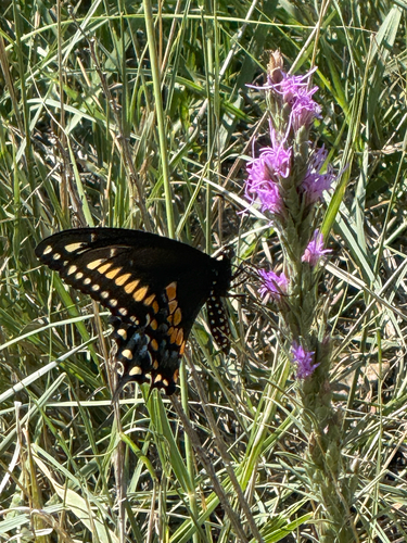 Eastern Black Swallowtail