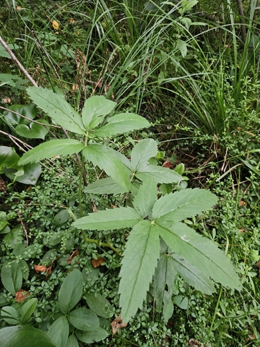 marsh cinquefoil