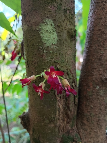Bilimbi