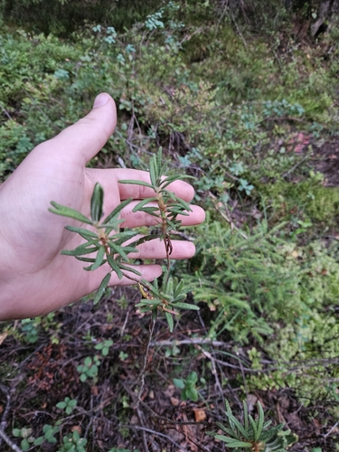 marsh Labrador tea