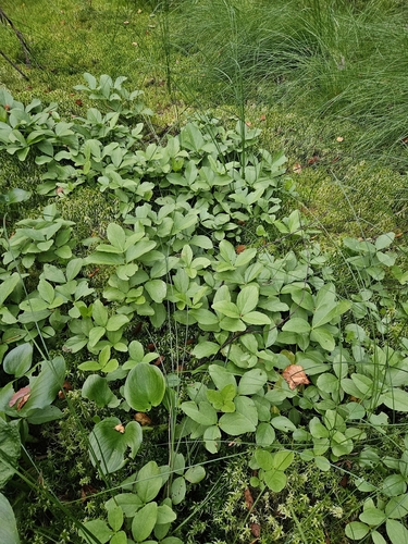 Bogbean