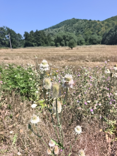 cutleaf teasel