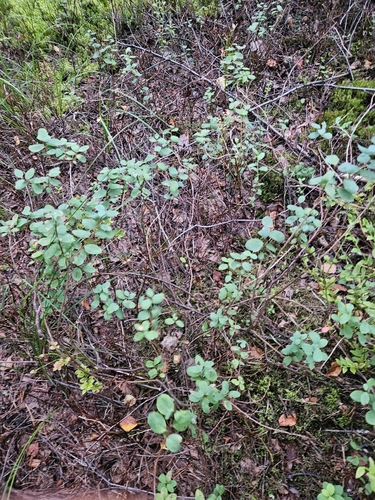 bog bilberry