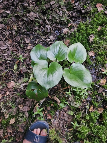 marsh calla