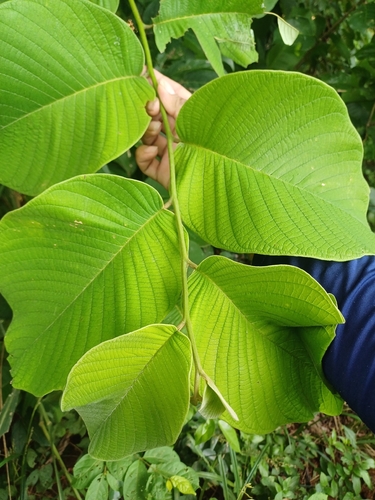 Annona holosericea