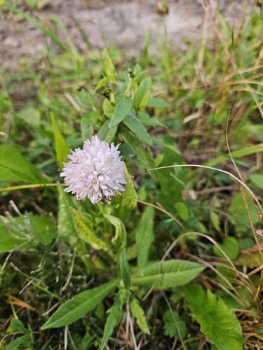 Field Scabious