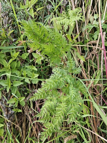 Cow Parsley