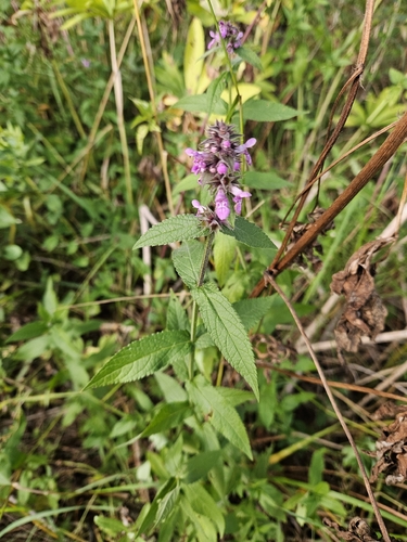 Marsh Woundwort