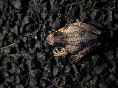 Southern Brown Tree Frog