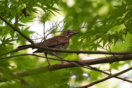 Pale Thrush