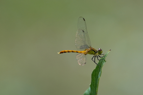 Four-tipped Darter