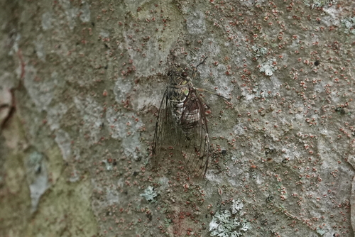 Robust Cicada