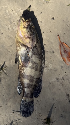 Atlantic Goliath Grouper