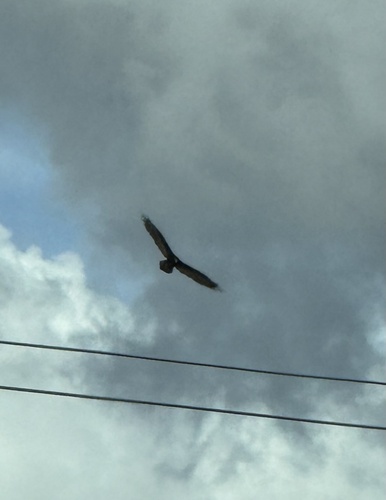Turkey Vulture