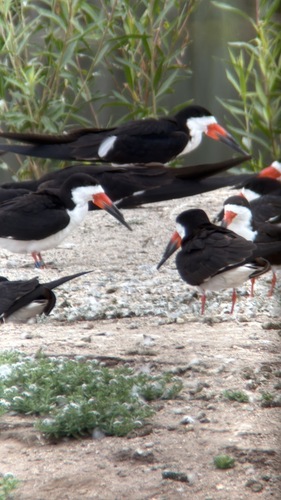 iNaturalist observation photo of Black Skimmer