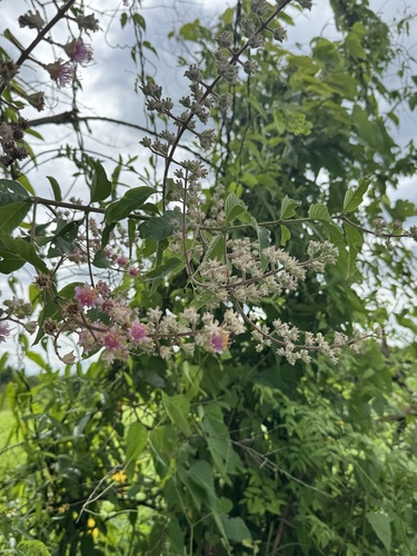 Lagerstroemia venusta
