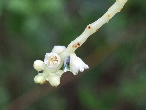 White Mangrove