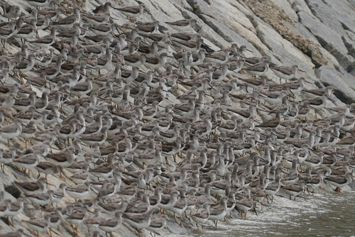 Terek Sandpiper