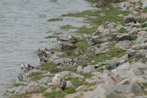 Common Greenshank