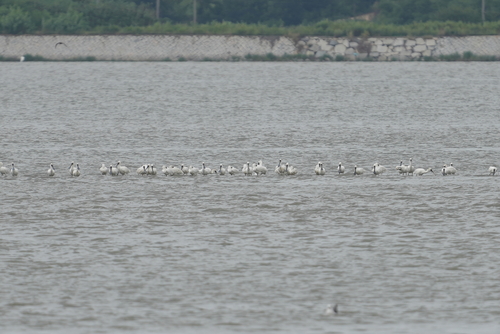 Black-faced Spoonbill