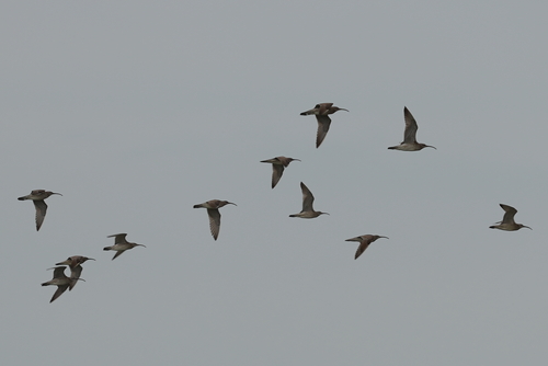 Eurasian Whimbrel