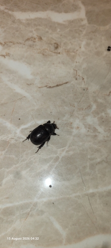 Pentodon algerinus