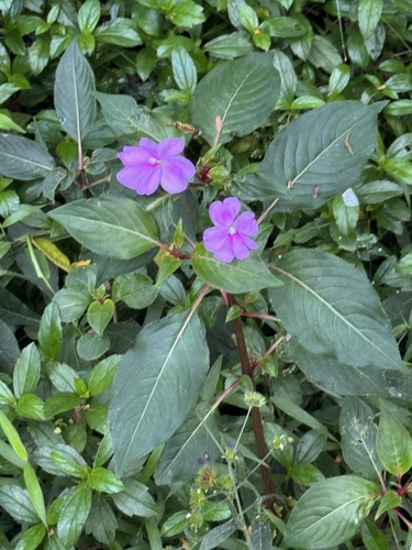Impatiens platypetala