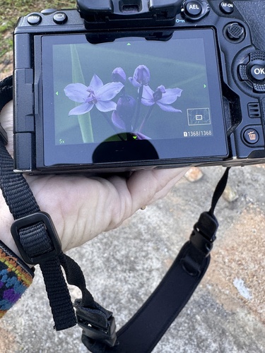Philippine Ground Orchid