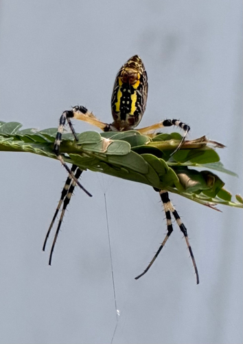 Yellow Garden Spider