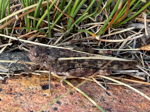 iNaturalist observation photo of Nevada Red-winged Grasshopper