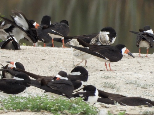 iNaturalist observation photo of Black Skimmer