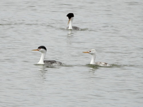 iNaturalist observation photo of Clark's Grebe