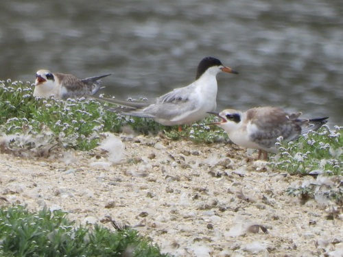 iNaturalist observation photo of Forster's Tern
