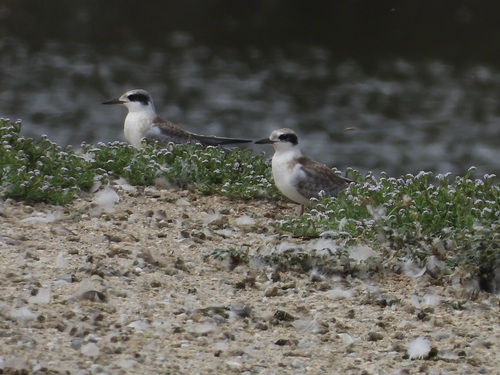 iNaturalist observation photo of Forster's Tern