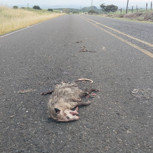 Southern Opossum