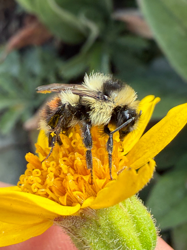 iNaturalist observation photo of Bumble Bees