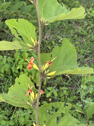 East Indian screw tree