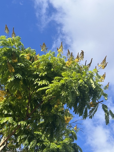 Cenostigma pluviosum