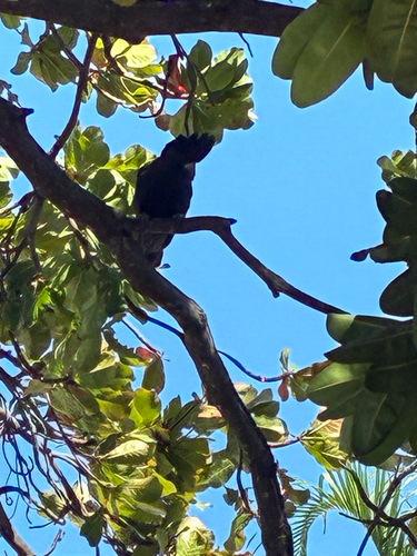 Red-tailed Black Cockatoo