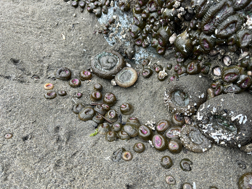 Aggregating Anemone