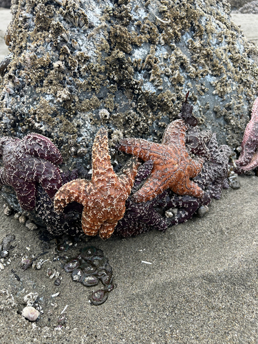 Ochre Sea Star