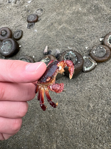 Purple Shore Crab