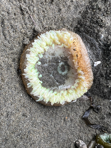 Giant Green Anemone